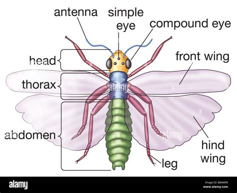 Insect A Three Part Body Space For Life Body Parts Of A Bug - Body Parts Of A Bug