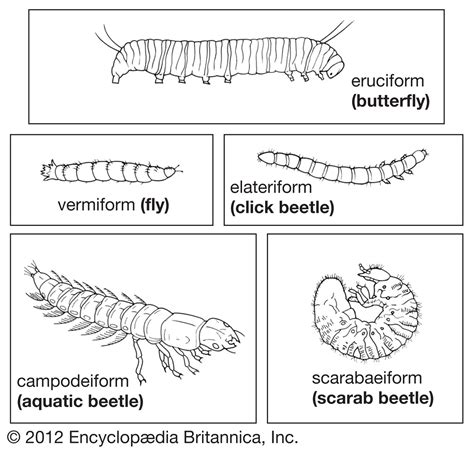 Insect Adaptation Metamorphosis Diversity Britannica Parts Of An Insect - Parts Of An Insect