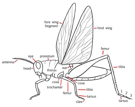Insect Anatomy An Overview Sciencedirect Topics Body Parts Of A Bug - Body Parts Of A Bug