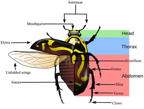 Insect Anatomy Internal Morphology And Functions Earth Life Body Parts Of A Bug - Body Parts Of A Bug