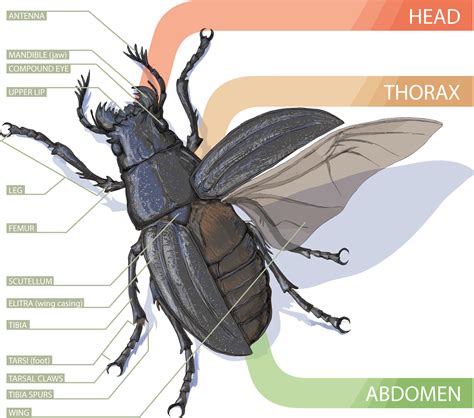 Insect Anatomy Six Legged Science Unlocking The Secrets Body Parts Of A Bug - Body Parts Of A Bug