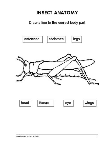 Insect Anatomy Worksheet   Insect Anatomy Coursenotes - Insect Anatomy Worksheet