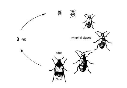 Insect Biology A Primer Cornell University Parts Of An Insect - Parts Of An Insect