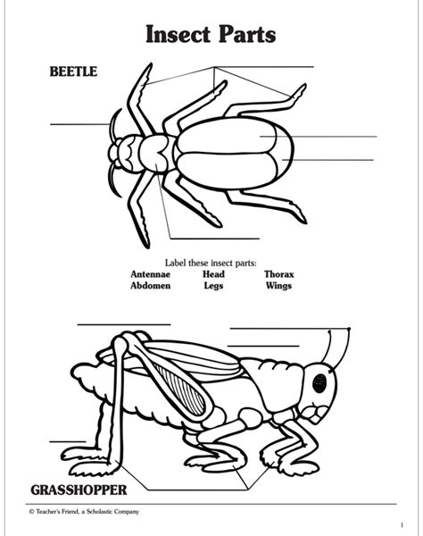 Insect Body Parts Fill In The Blanks Worksheet Insect Worksheet For Grade 1 - Insect Worksheet For Grade 1