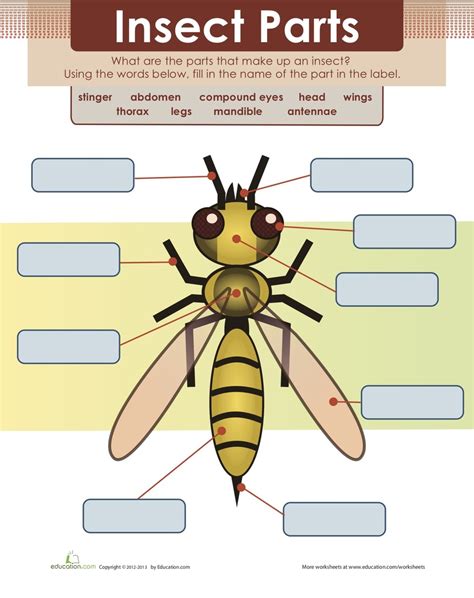 Insect Body Parts For Kids   Free Insect Printables And Activities For Kids Nature - Insect Body Parts For Kids