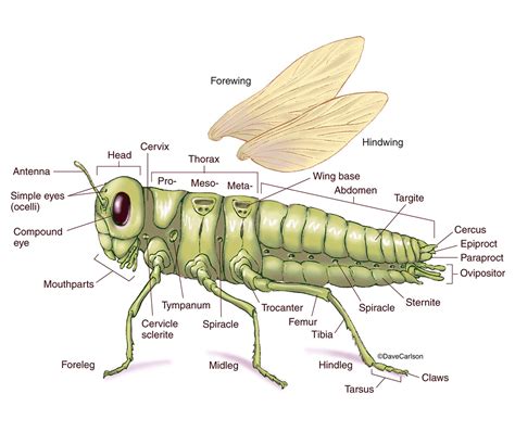 Insect Body Parts Insect Anatomy Hein Bijlmakers Parts Of An Insect Body - Parts Of An Insect Body
