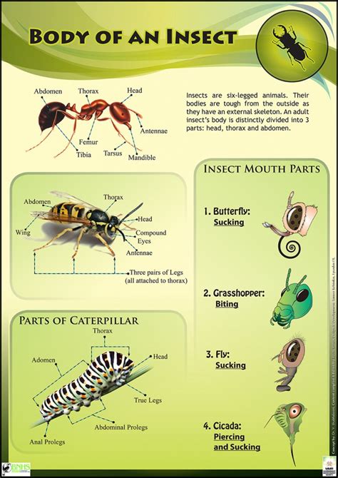 Insect Body Parts Poster Teaching Resources Teachers Pay Insect Body Parts Preschool - Insect Body Parts Preschool