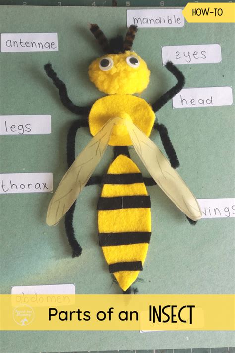 Insect Body Parts Preschool   Results For Insects Body Parts Tpt - Insect Body Parts Preschool