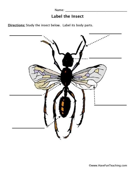 Insect Body Parts Worksheets 99worksheets Insect Body Parts Worksheet - Insect Body Parts Worksheet