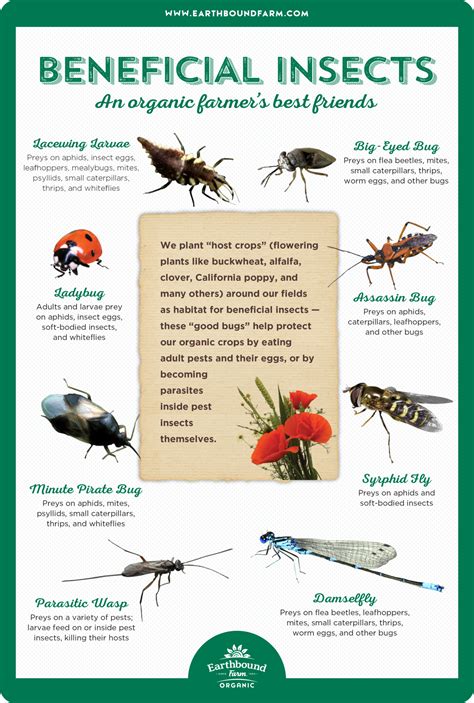 Insect Definition Characteristics Types Beneficial Pest Parts Of An Insect Body - Parts Of An Insect Body