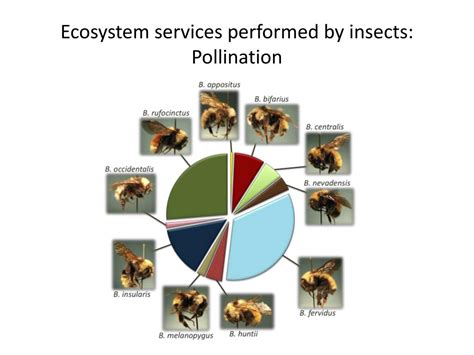 insect ecosystem services
