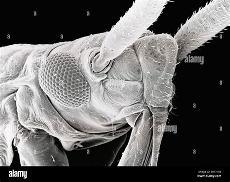 insect microscopy