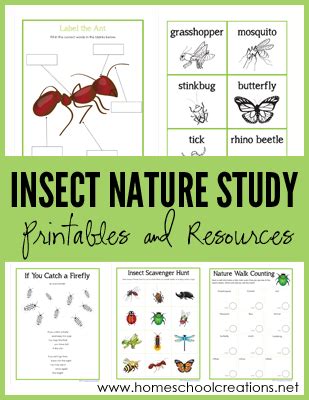 Insect Nature Study Printables Learning About Bugs Homeschool Nature Walk Observation Sheet - Nature Walk Observation Sheet