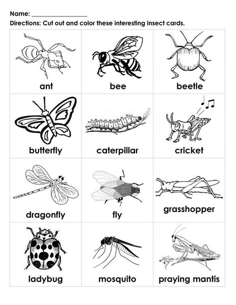 Insect Pattern Worksheets Homeschool Share Insect Worksheets Preschool - Insect Worksheets Preschool