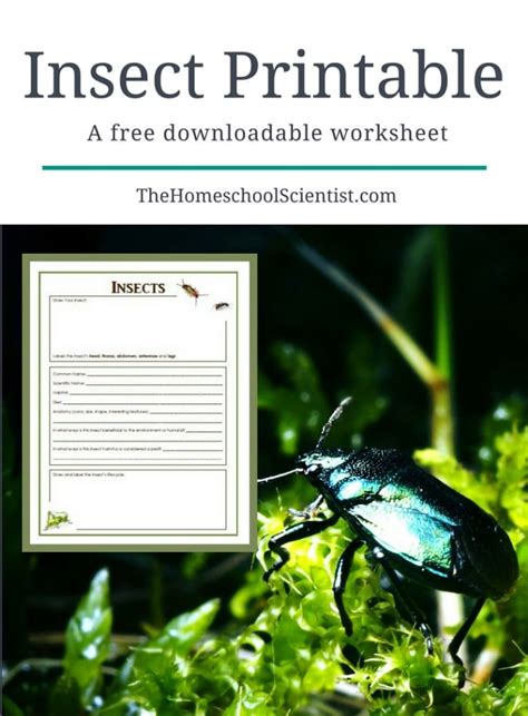 Insect Printable Worksheet The Homeschool Scientist Insect Body Parts Worksheet - Insect Body Parts Worksheet