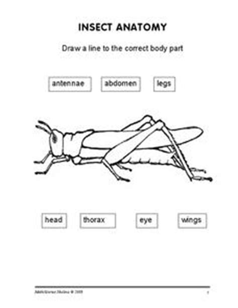 Insect Worksheet Insect Anatomy Worksheet - Insect Anatomy Worksheet