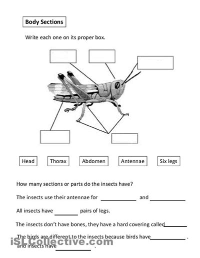 Insect Worksheets Insect Body Parts Worksheet - Insect Body Parts Worksheet