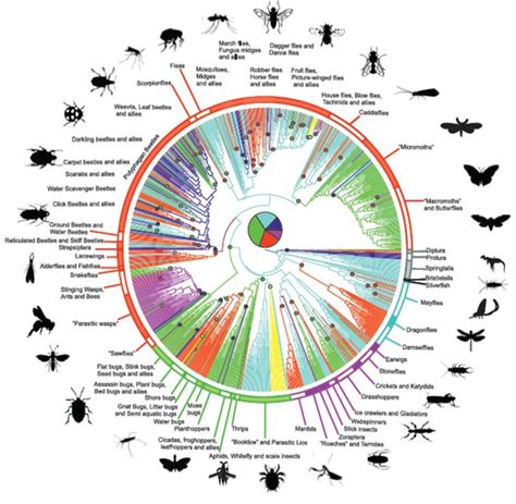 Read Insect Species Conservation Ecology Biodiversity And Conservation 
