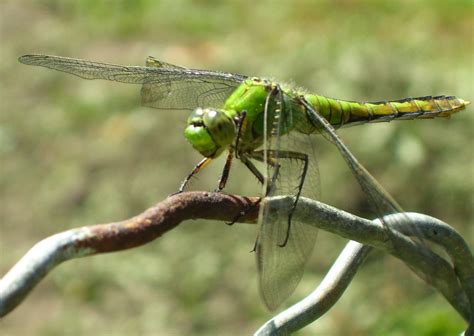 insects that look like dragonflies