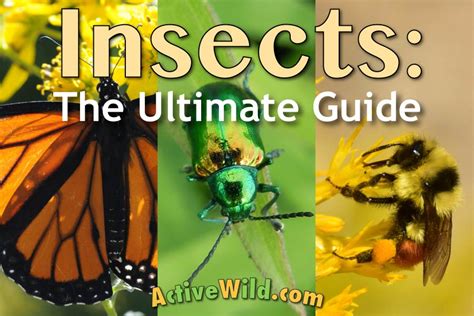 Insects The Ultimate Guide Pictures Facts Amp Info Parts Of An Insect - Parts Of An Insect