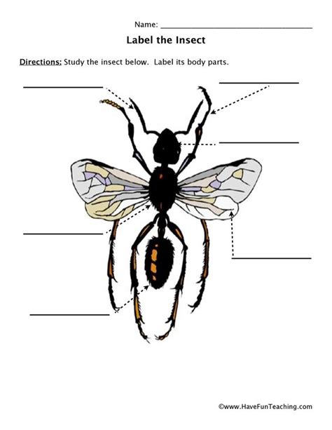 Insects Worksheets Insect Anatomy Worksheet - Insect Anatomy Worksheet