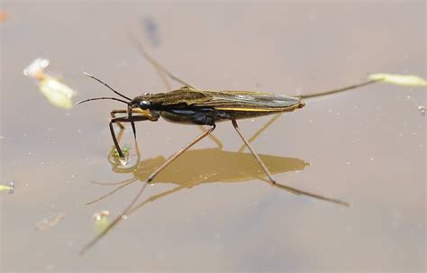 insekter vatten på sommaren