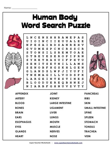 Inside The Human Body Word Search   Human Body Word Search - Inside The Human Body Word Search