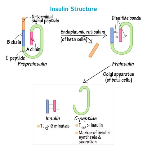Insulin Biosynthesis Secretion Structure And Structure Activity Beef Insulin Molecule Worksheet Answers - Beef Insulin Molecule Worksheet Answers