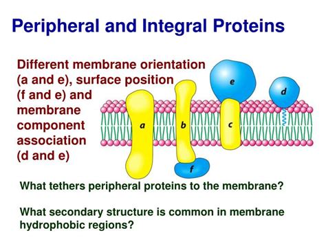 Integral Proteins Vs Peripheral Proteins