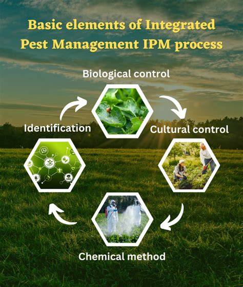 integrated pest management of cole crops