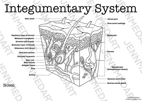 Integumentary Anatomy Coloring Page Blank Digital Download Etsy Integumentary System Coloring Page - Integumentary System Coloring Page