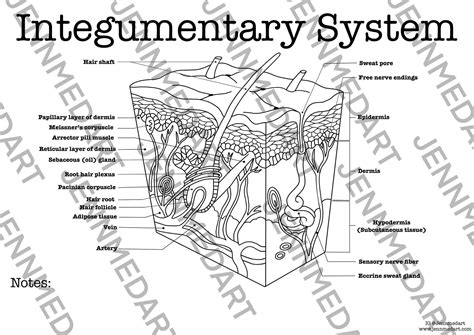 Integumentary Anatomy Coloring Page Labeled Digital Download Etsy Integumentary System Coloring Page - Integumentary System Coloring Page