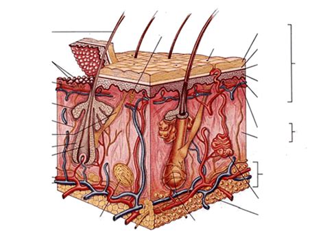 Integumentary System Anatomy And Physiology Nurseslabs Integumentary System Coloring Page - Integumentary System Coloring Page