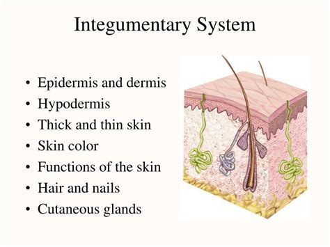 Integumentary System Color Images University Of Delaware Integumentary System Coloring Page - Integumentary System Coloring Page