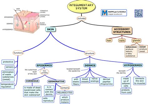 Integumentary System Concept Map