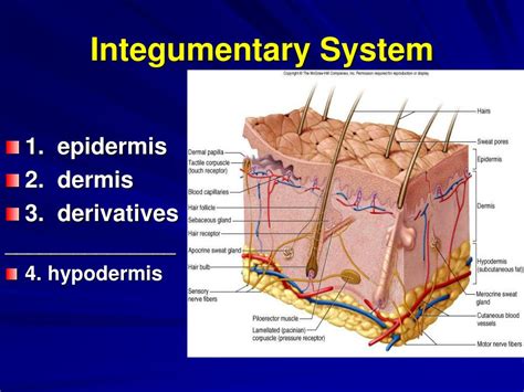 Integumentary System Definition Diagram And Function Kenhub Integumentary System Coloring Page - Integumentary System Coloring Page
