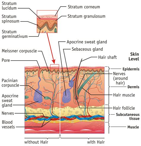 Integumentary System Medical Search Website Summaries The Integumentary System Worksheet Answer Key - The Integumentary System Worksheet Answer Key