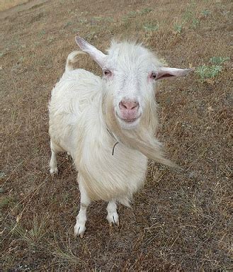Integumentary System Of Goat