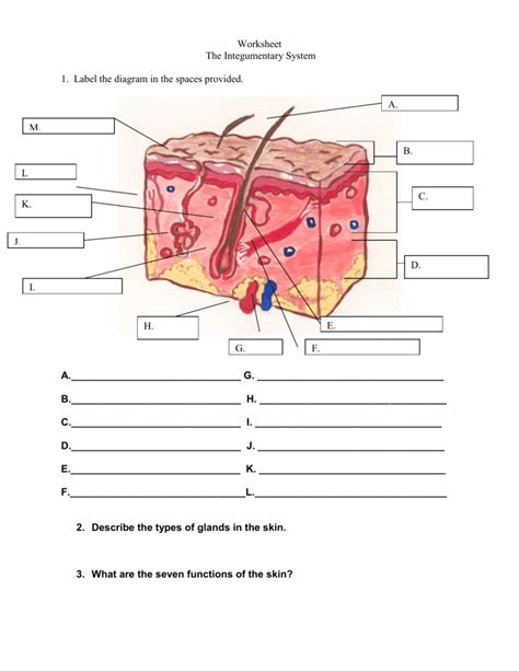Integumentary System Review Worksheet Free Printables The Integumentary System Worksheet - The Integumentary System Worksheet