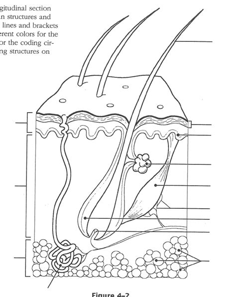 Integumentary System Skin Coloring And Activity Packet Tpt Integumentary System Coloring Page - Integumentary System Coloring Page