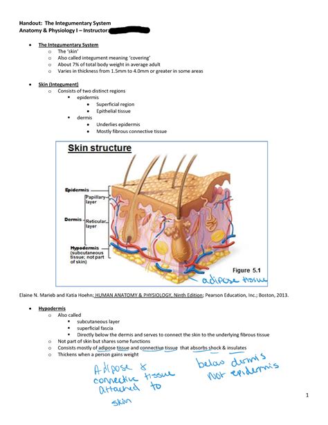 integumentary system study guide key
