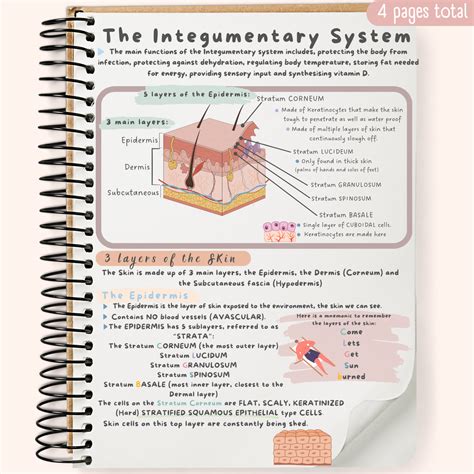Integumentary System Study Guide Outcome
