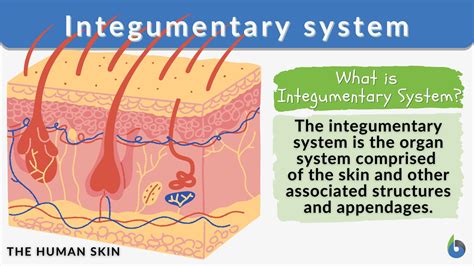 Integumentary System What It Is Function Amp Organs Integumentary System Coloring Page - Integumentary System Coloring Page