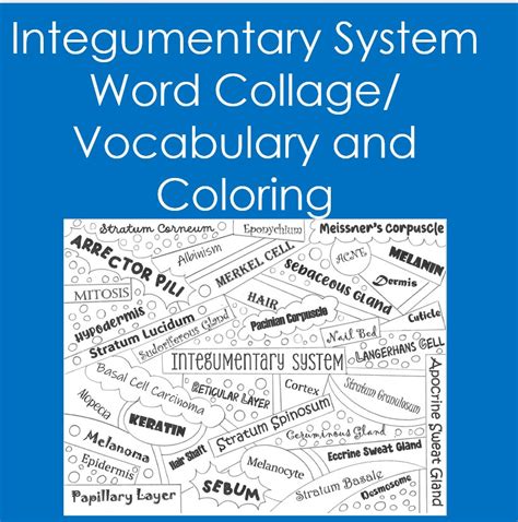 Integumentary System Word Collage Coloring Vocabulary Anatomy Integumentary System Coloring Page - Integumentary System Coloring Page