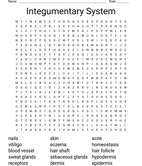 Integumentary System Worksheet Word Search The Integumentary System Worksheet - The Integumentary System Worksheet