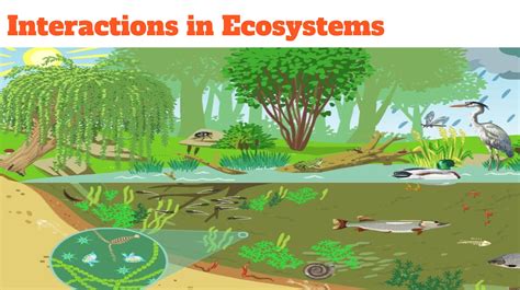 Interactions In Ecosystems This Week In 5th Grade Types Of Ecosystems 5th Grade - Types Of Ecosystems 5th Grade