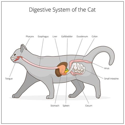 Interactive Cat Digestive System