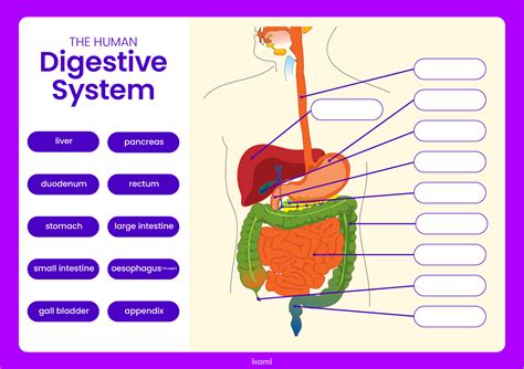 Interactive Digestive System For Teachers Perfect For Grades Our Digestive System Worksheet - Our Digestive System Worksheet