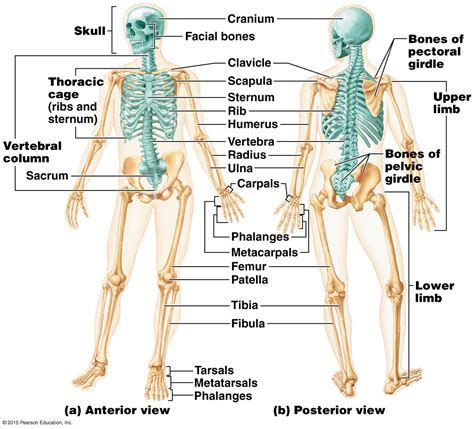 Interactive Guide To The Skeletal System Innerbody Printable Diagram Of The Skeletal System - Printable Diagram Of The Skeletal System