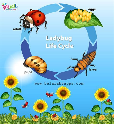 Interactive Life Cycle Diagrams Of Animals Amp Plants Fish Life Cycle For Kids - Fish Life Cycle For Kids